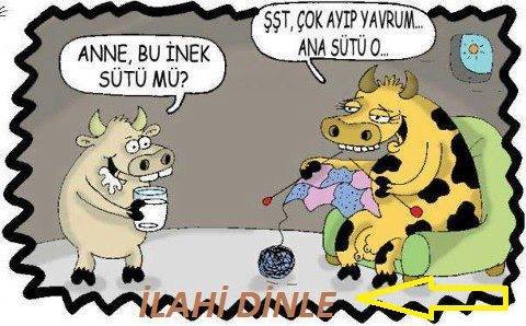 İnek sütümü?