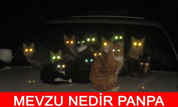 Mevzu Nedir