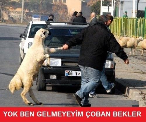 Çoban bekler