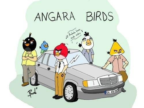 Angara birds