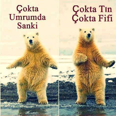 Çokta fifi