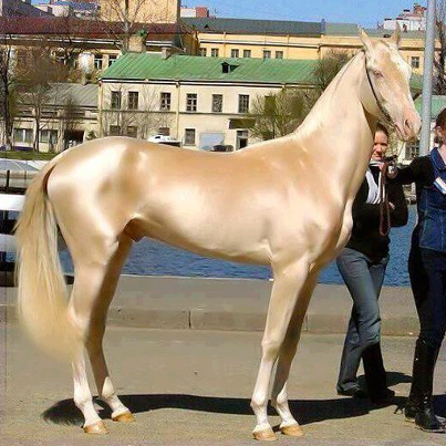 Dünyanın en güzel atı