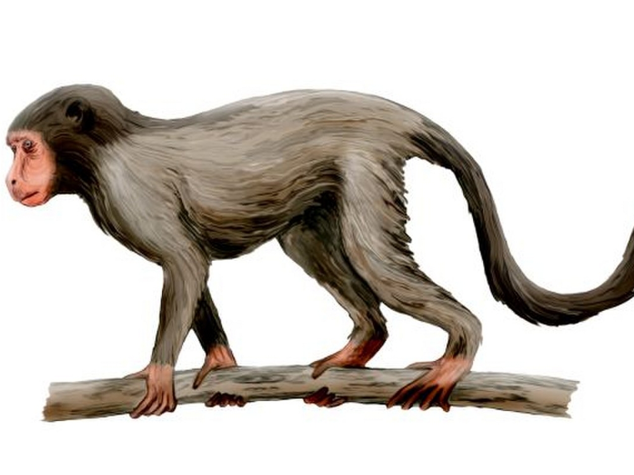 Aegytopithecus Resim
