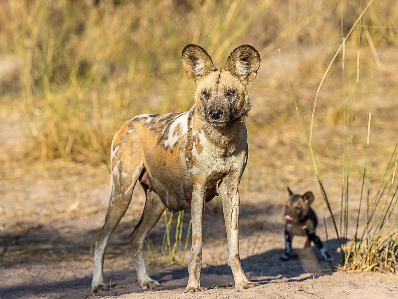 Afrika köpeği Resimleri Afrika köpeği Resimleri