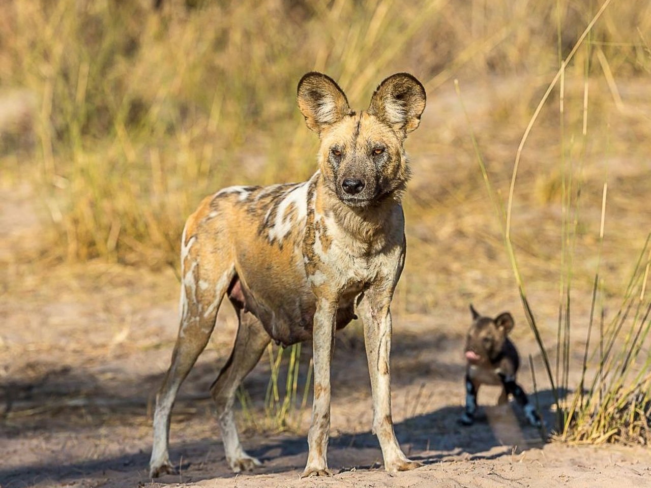 Afrika köpeği Resimleri