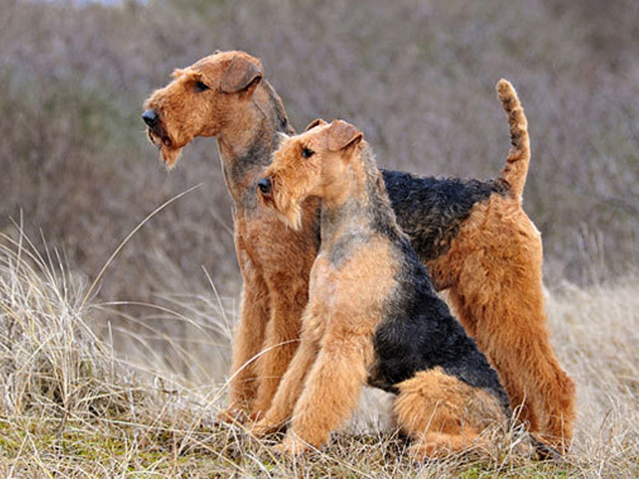 Airedale Teryesi Resimleri