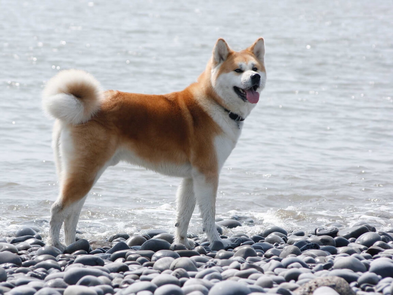 Akita Resimleri