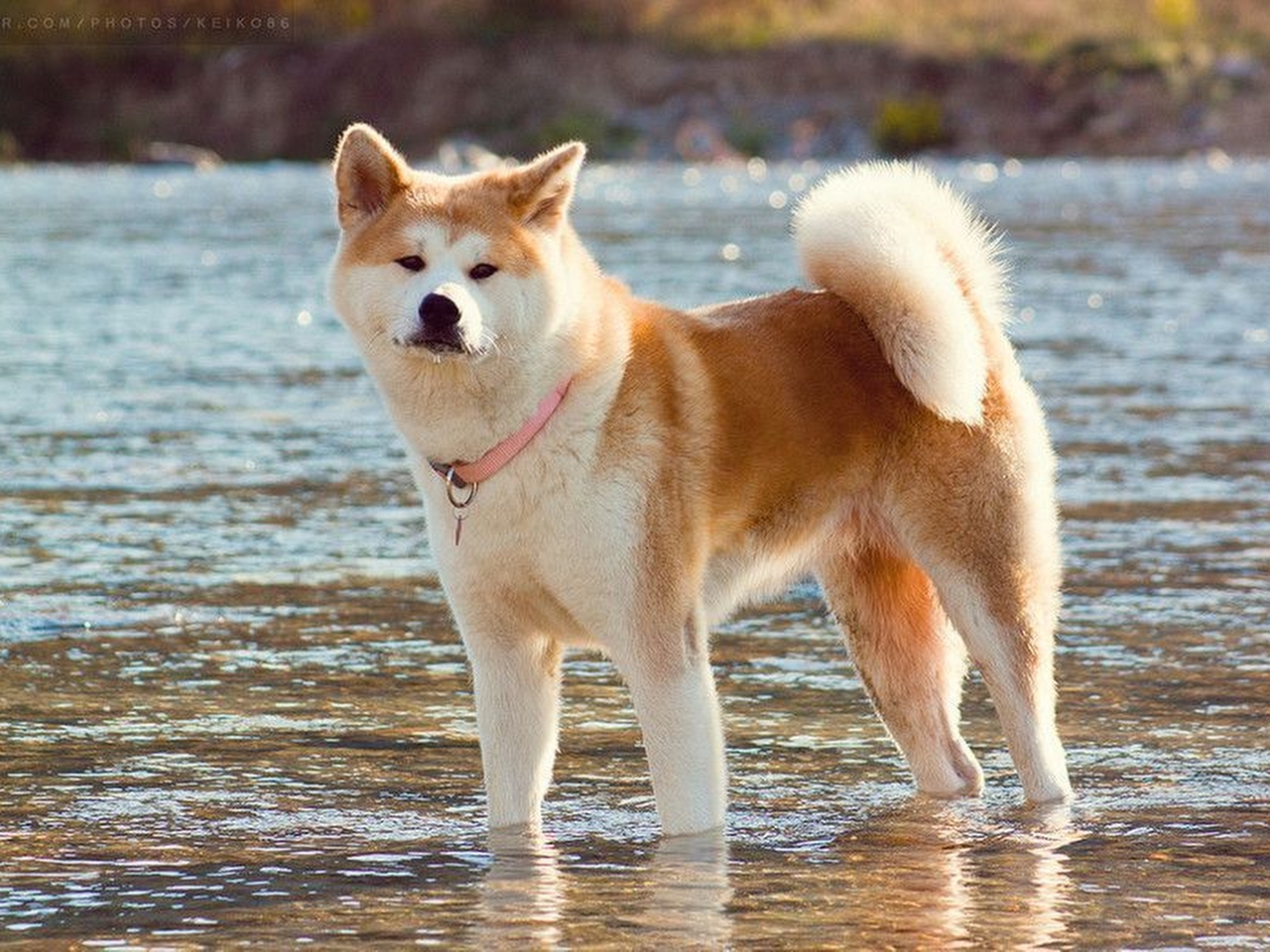 Akita Resim