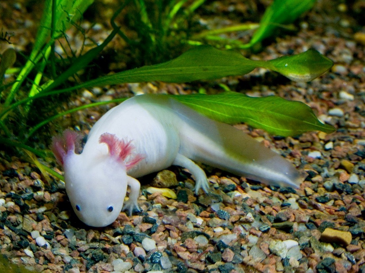 Aksolotl Resimleri