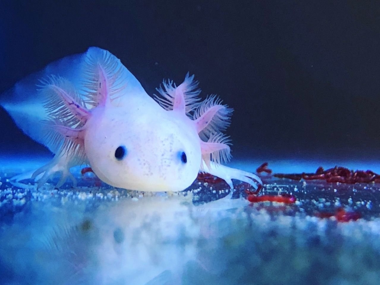 Aksolotl Resim Aksolotl Resim