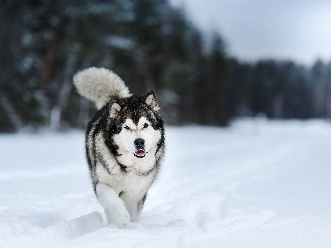 Alaska Malamutesi Resimleri Alaska Malamutesi Resimleri