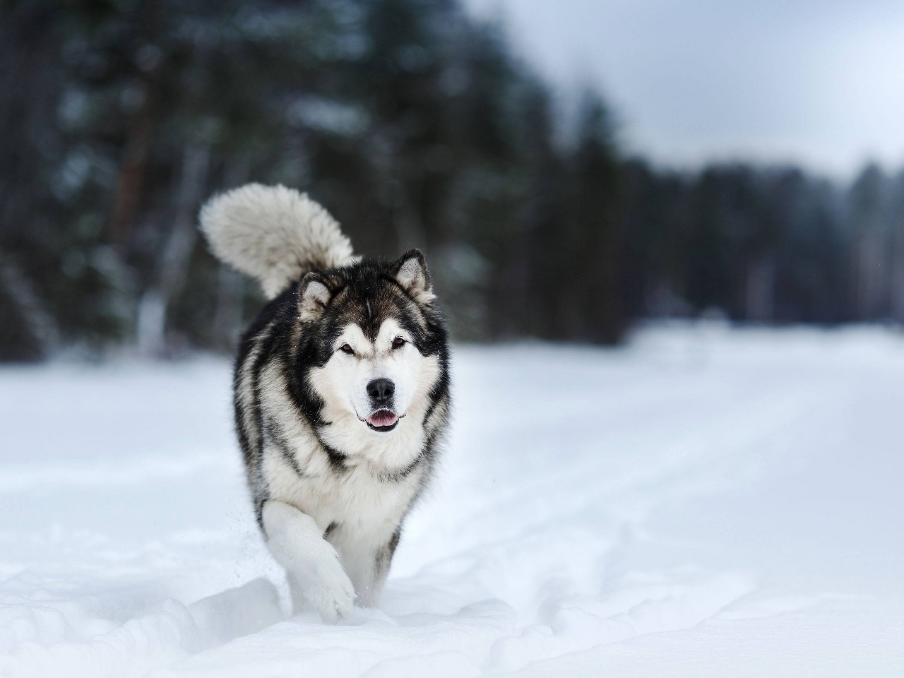 Alaska Malamutesi Resimleri