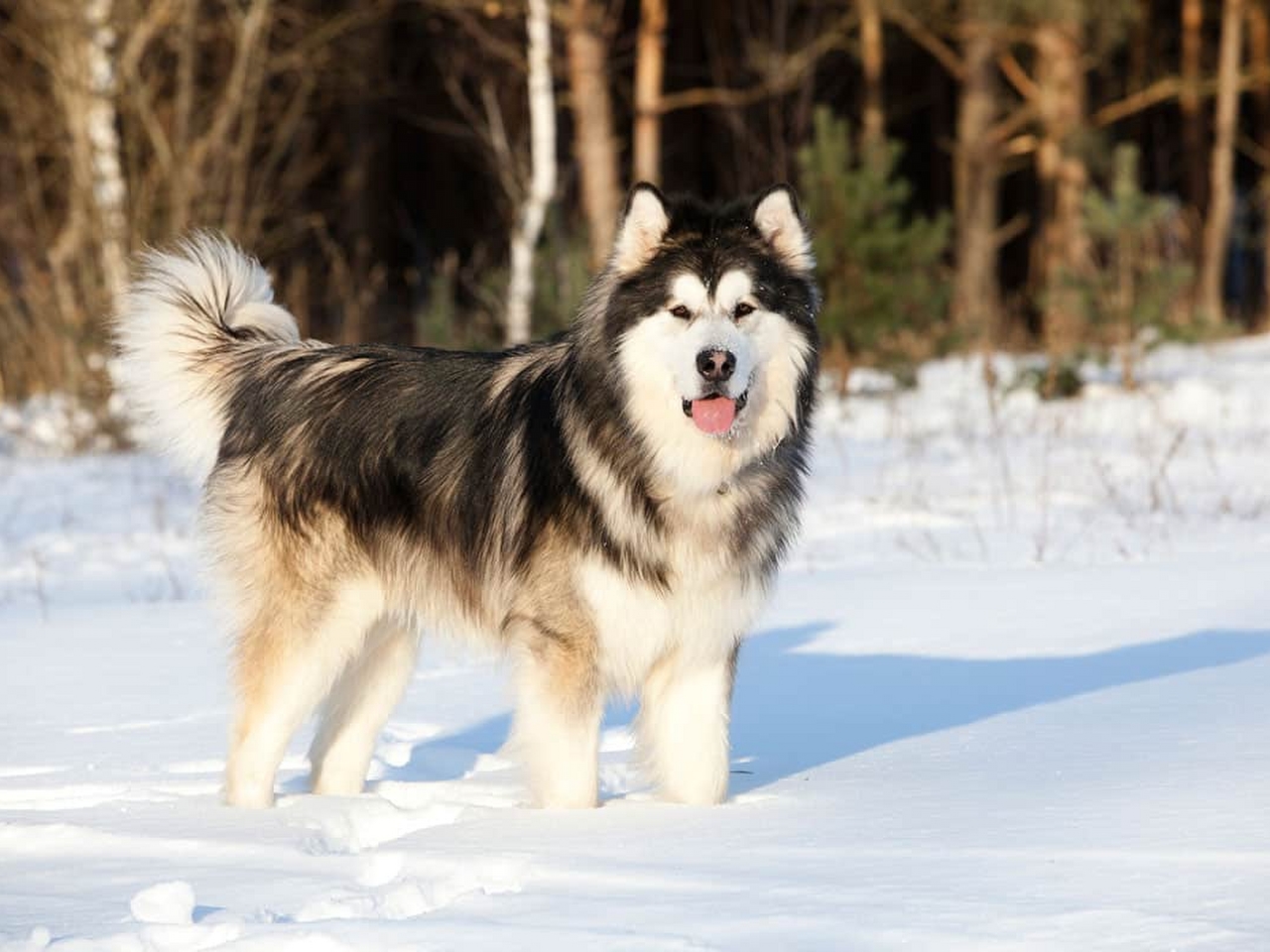 Alaska Malamutesi Resim