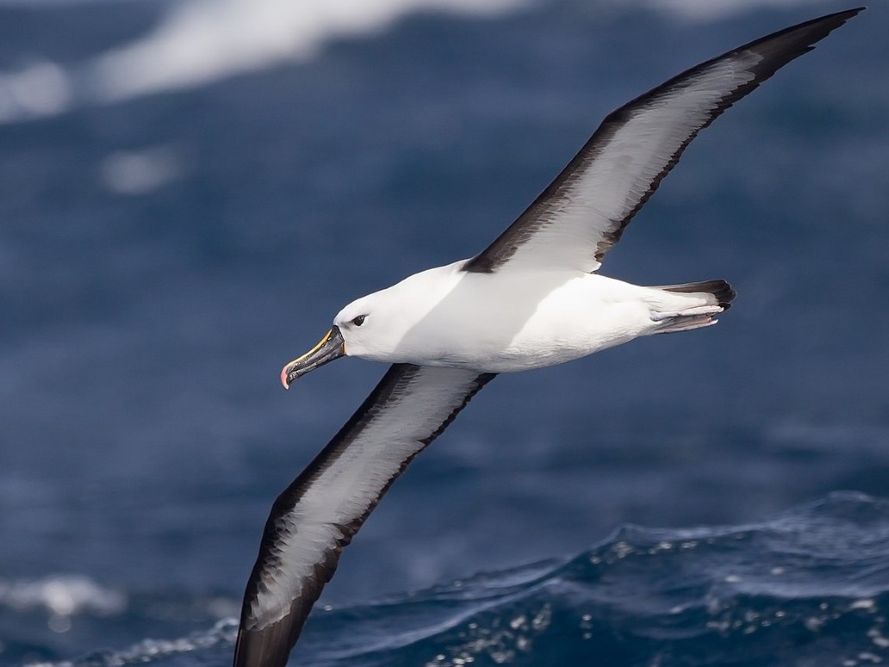 ALBATROS Resimleri