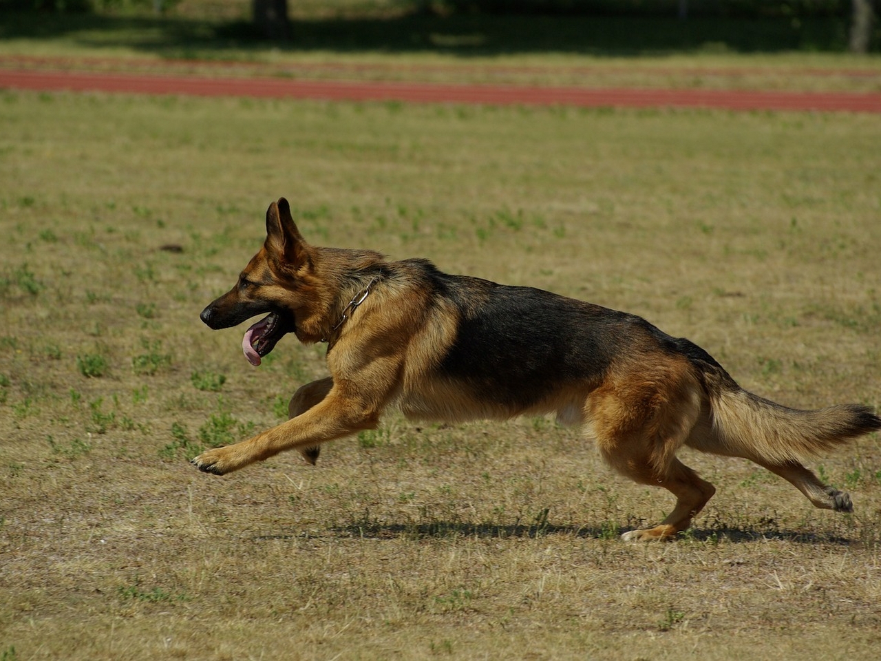 Alman çoban köpeği Resimleri