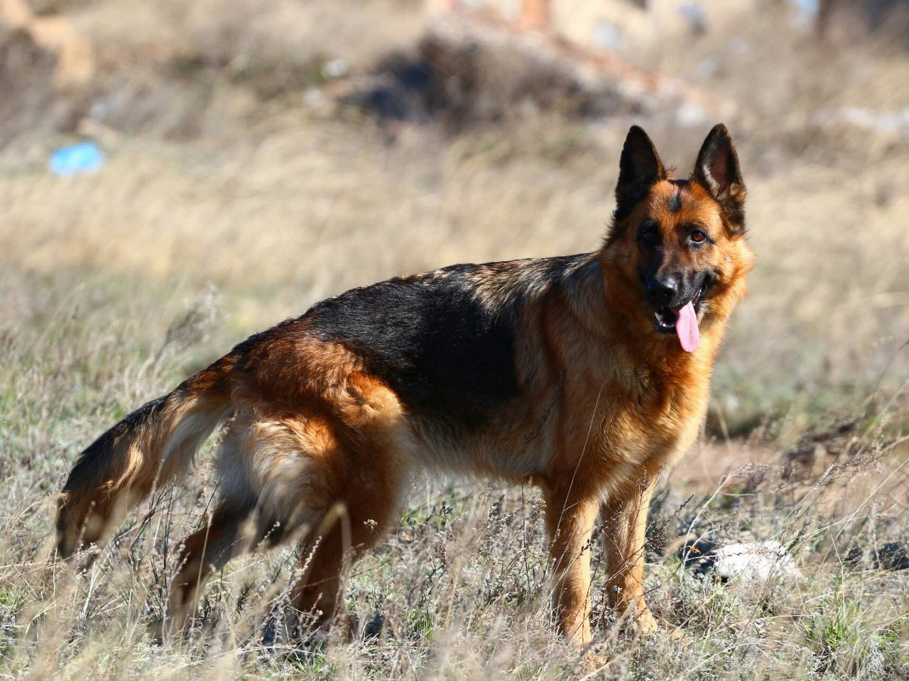 Alman çoban köpeği Resim