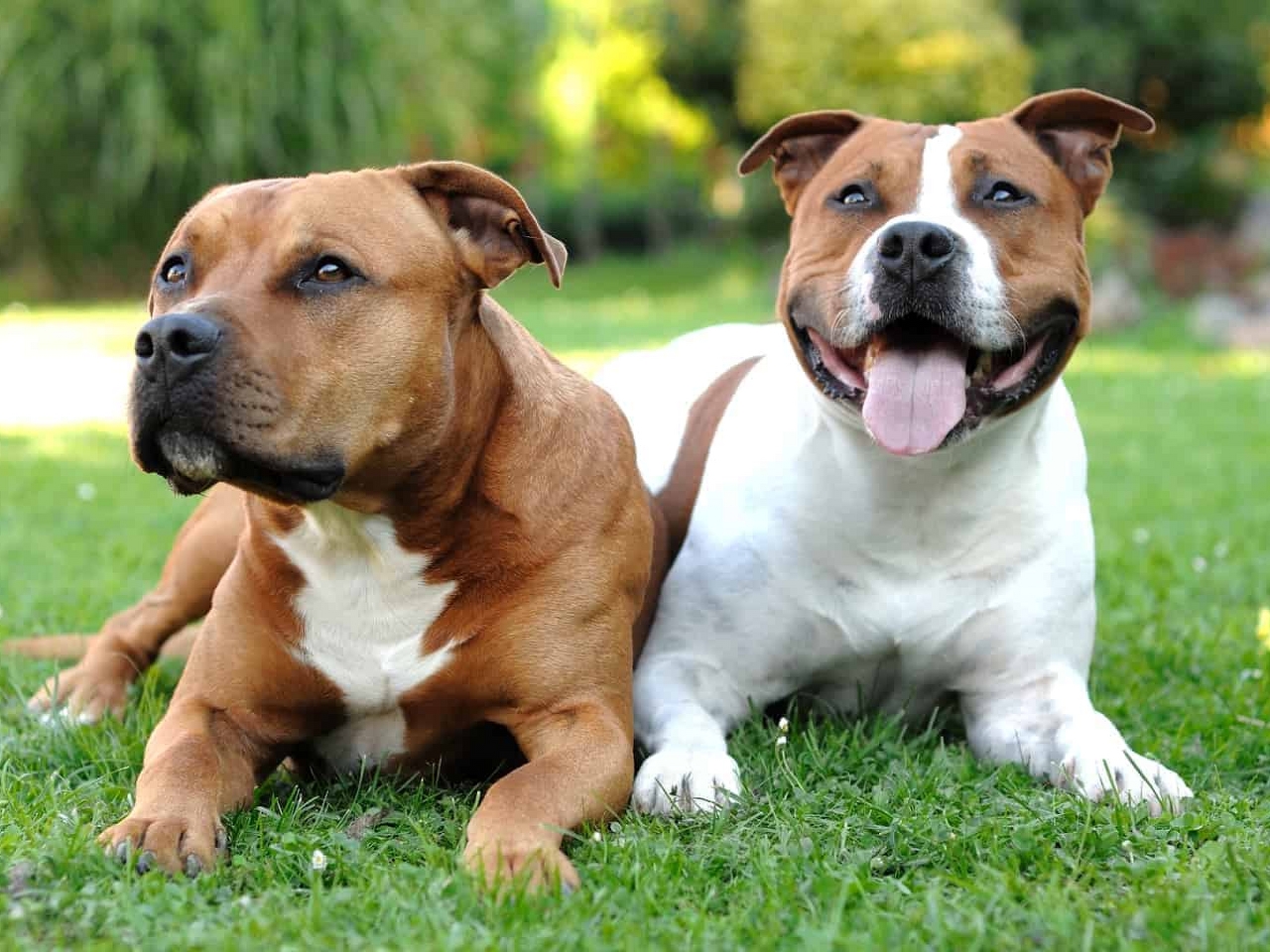 Amerikan Staffordshire teryesi Resimleri Amerikan Staffordshire teryesi Resimleri