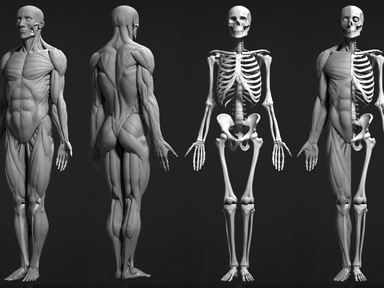 Anatomi Resim