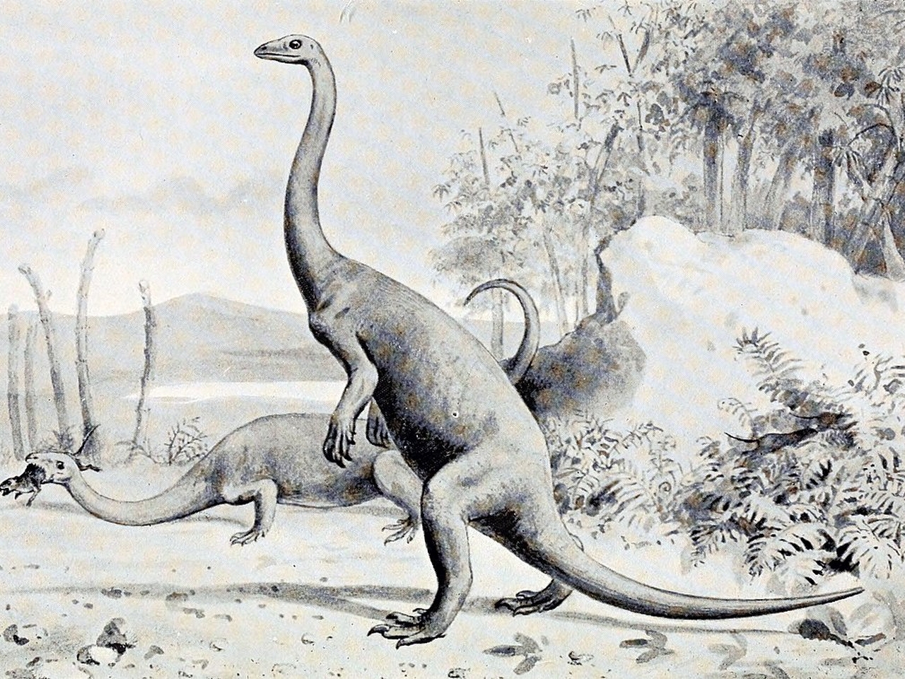 Anchisaurus Resimleri