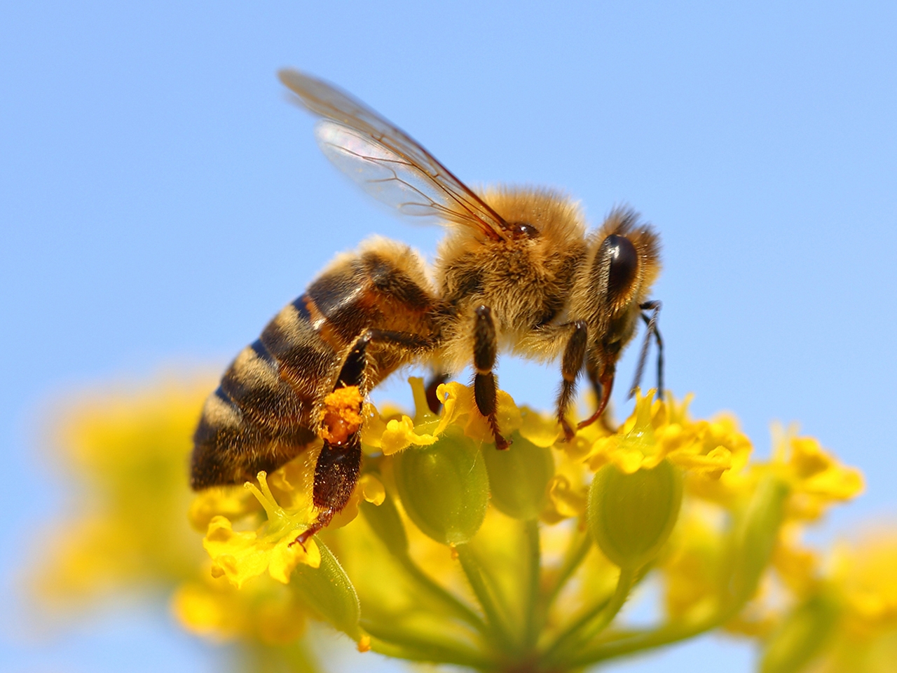 Apis Resimleri Apis Resimleri
