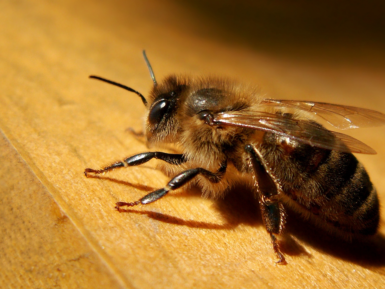 Apis Resim Apis Resim
