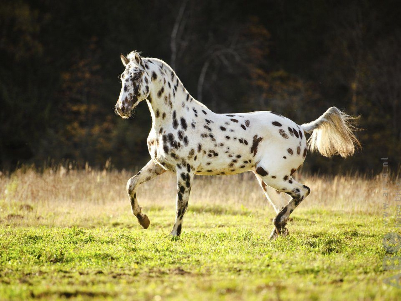 Appaloosa Resimleri Appaloosa Resimleri