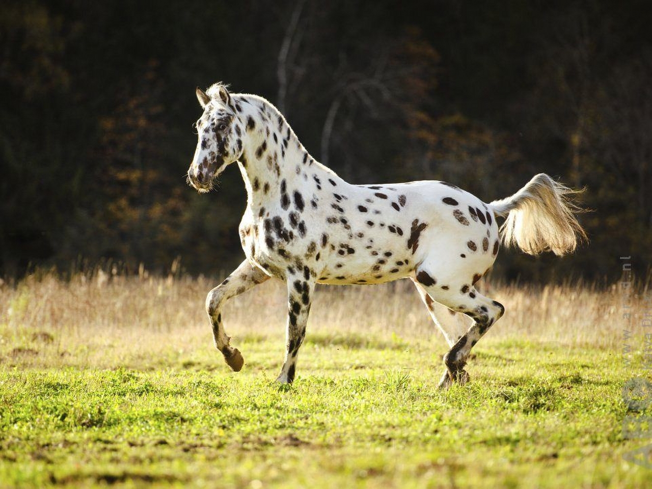 Appaloosa Resimleri