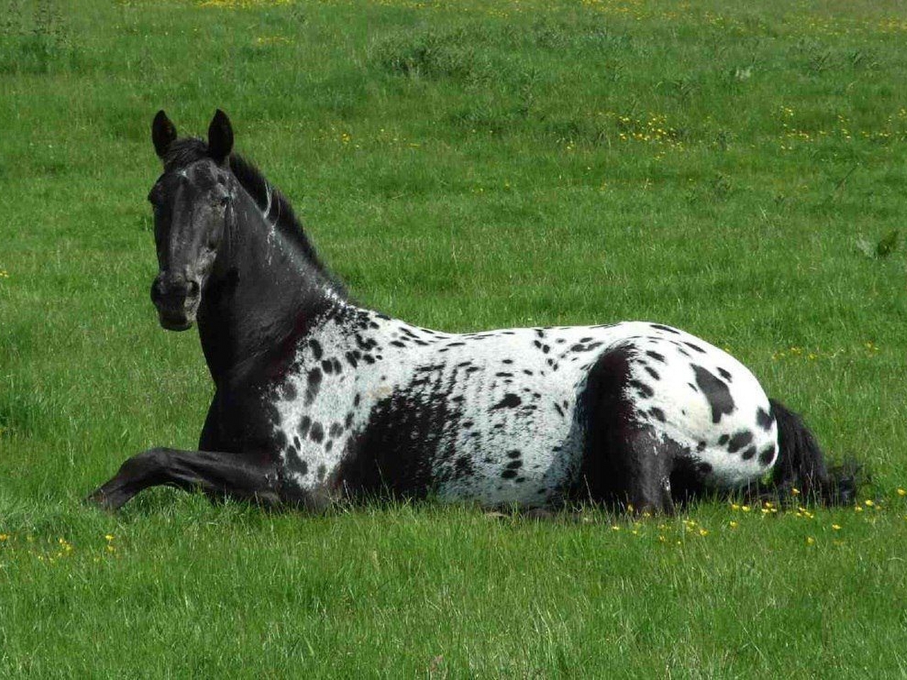 Appaloosa Resim Appaloosa Resim