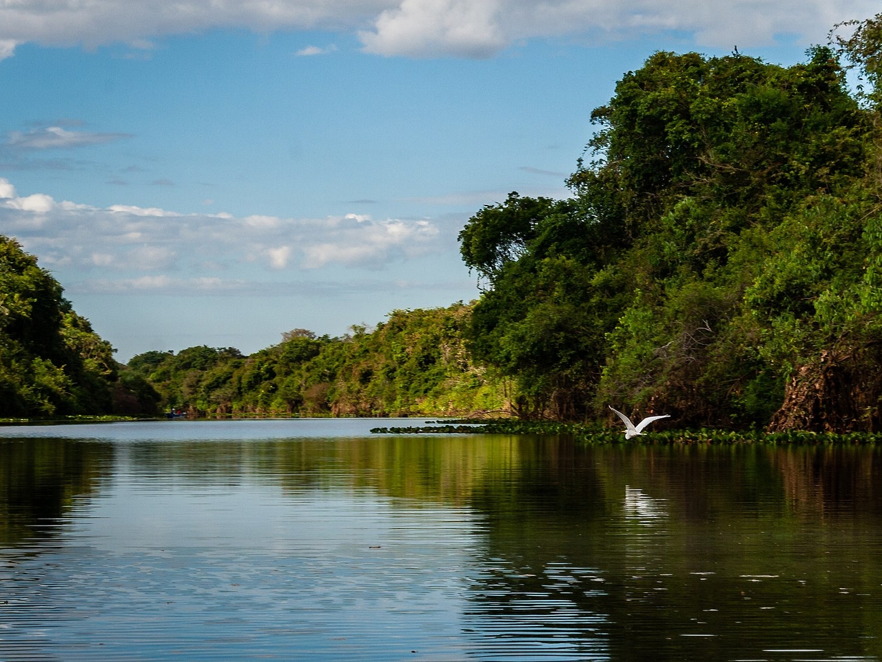 Araguaia Resim