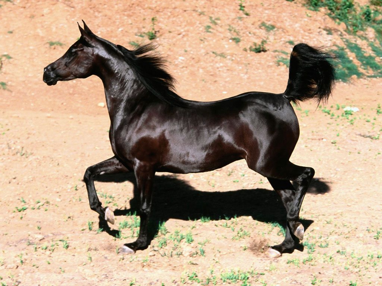 Arap atı Resimleri