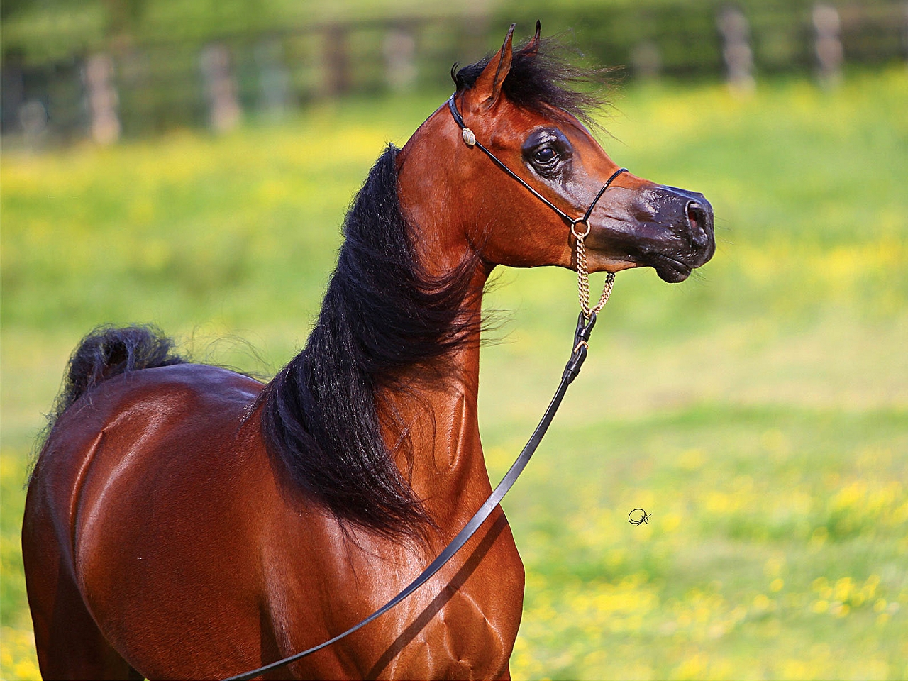 Arap atı Resim