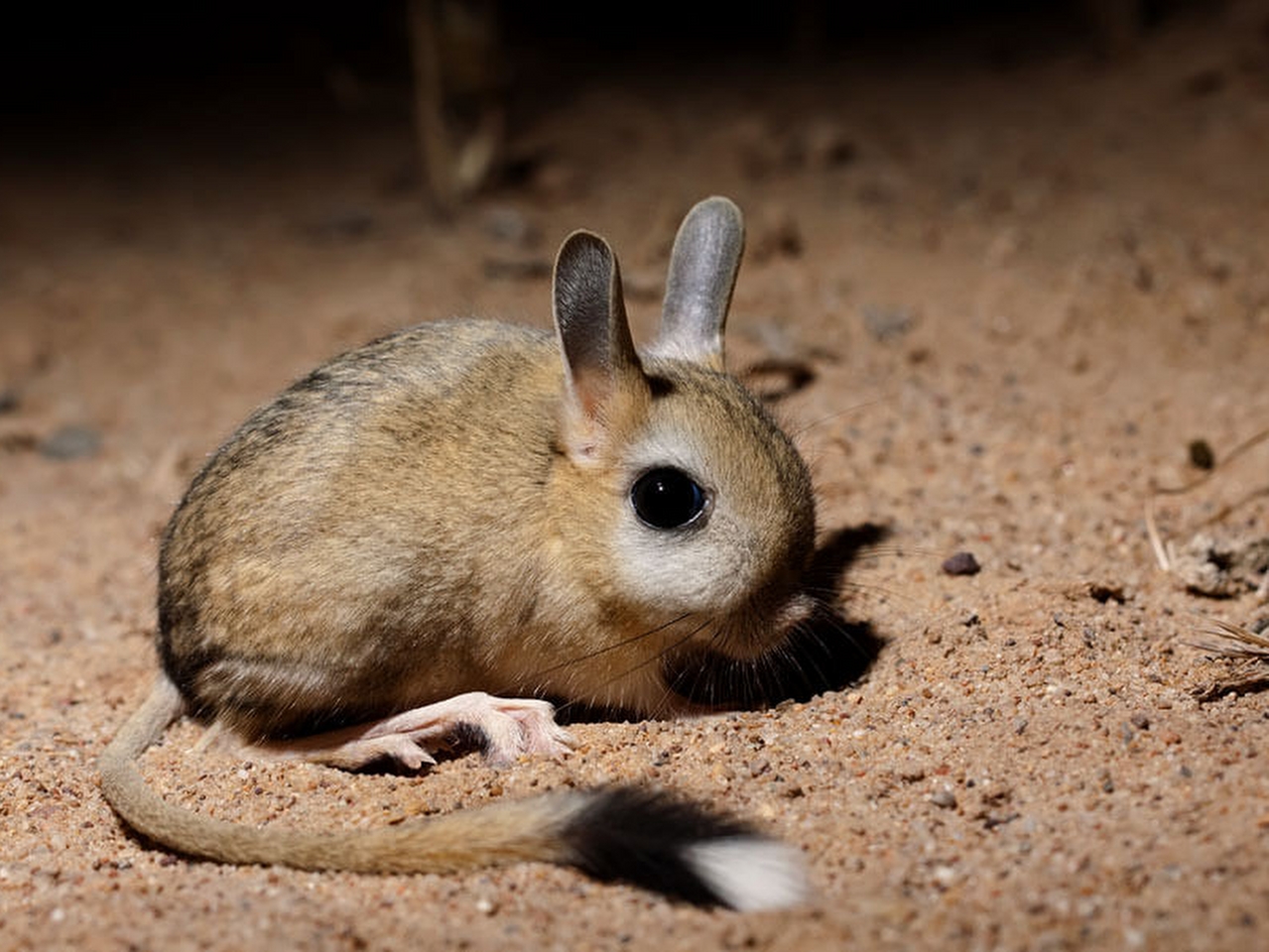 Arap tavşanı Resimleri