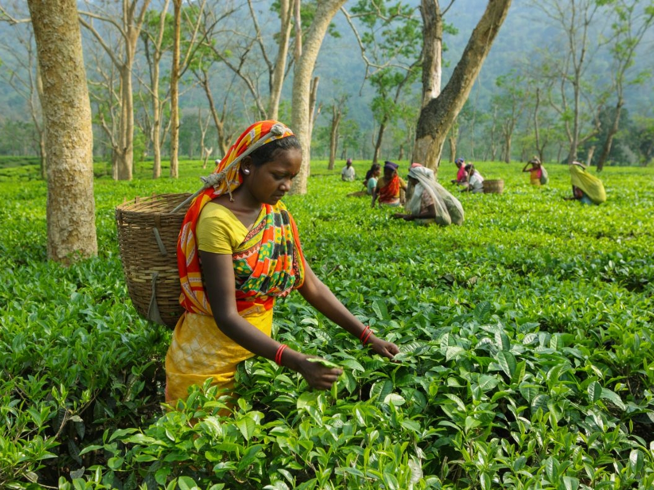 Assam Resimleri Assam Resimleri