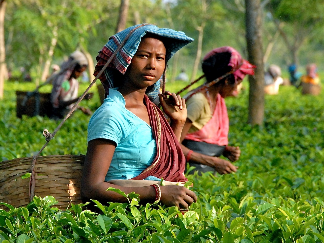 Assam Resim Assam Resim