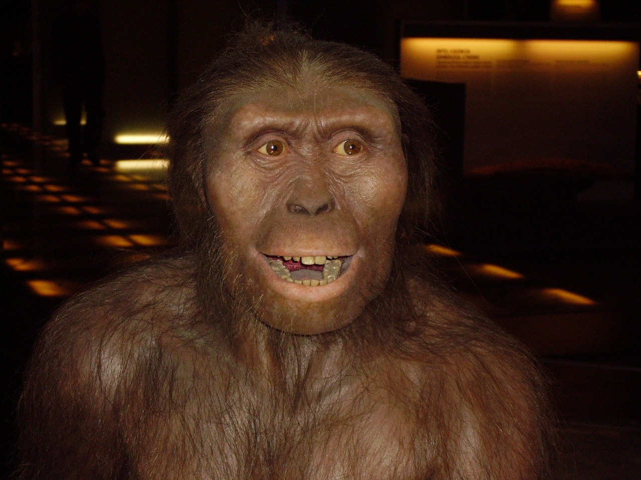 Australopithecus Resimleri