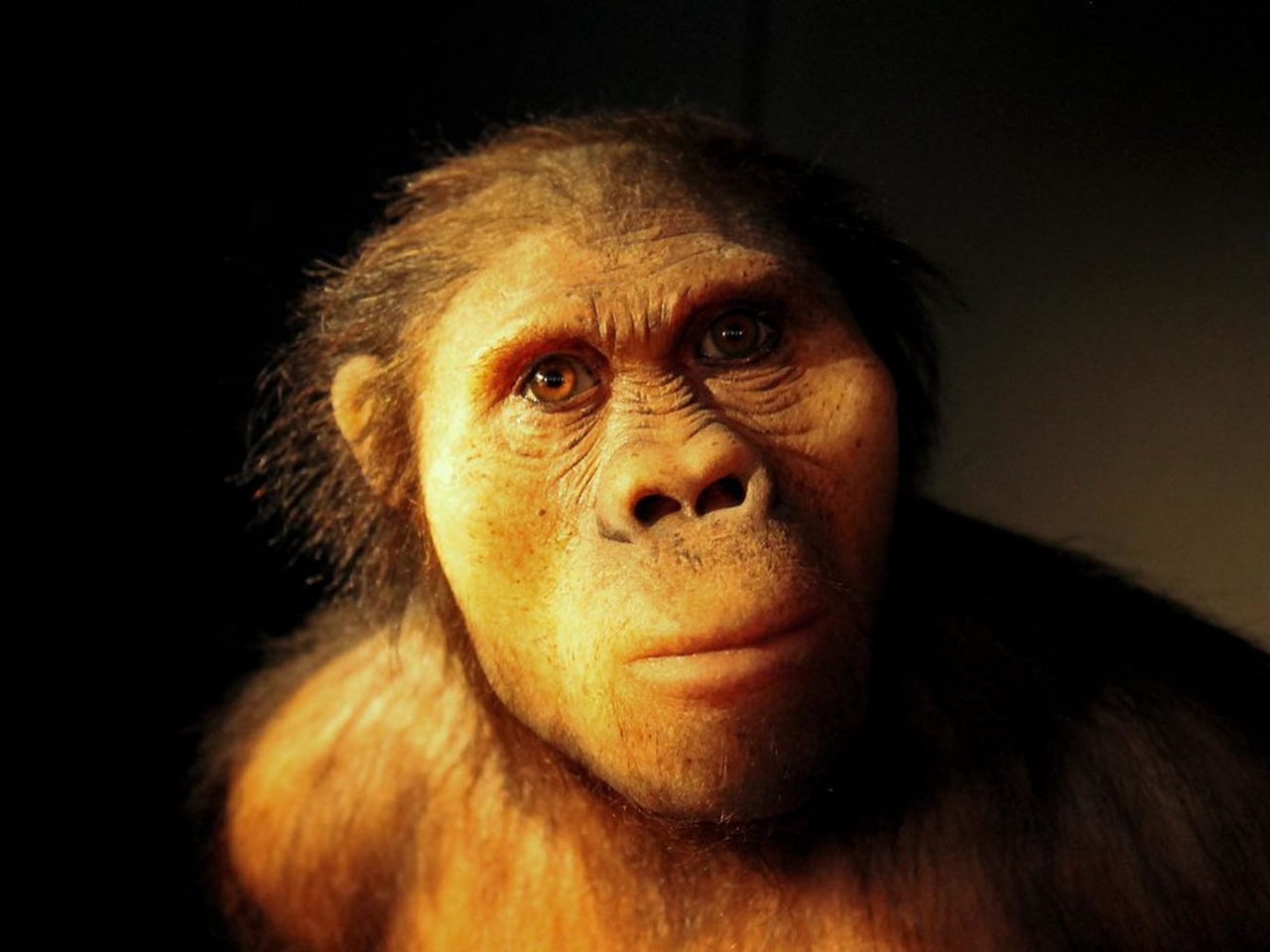 Australopithecus Resim