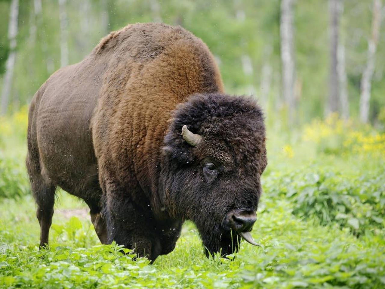 Avrupa bizonu Resimleri