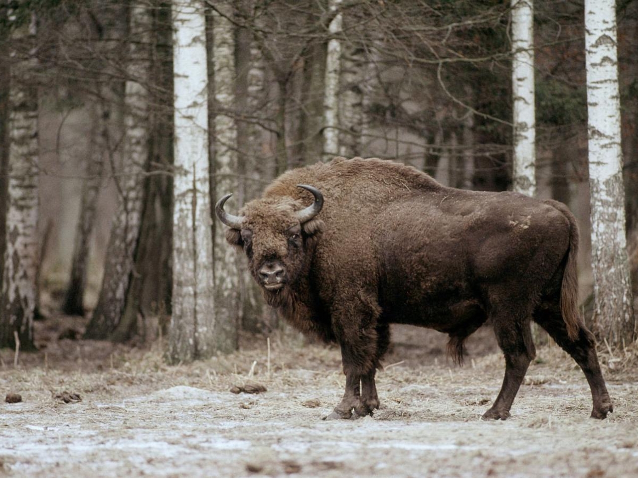 Avrupa bizonu Resim