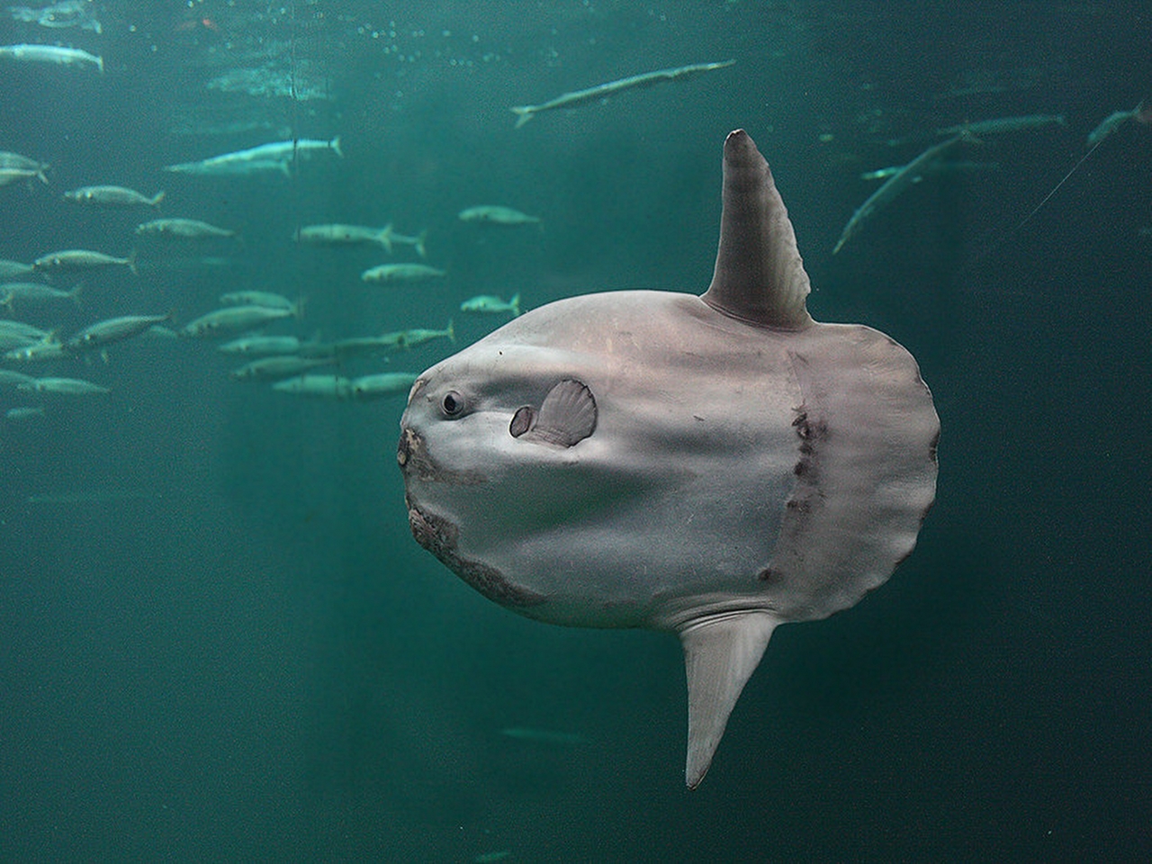 Ay Balığı Resimleri