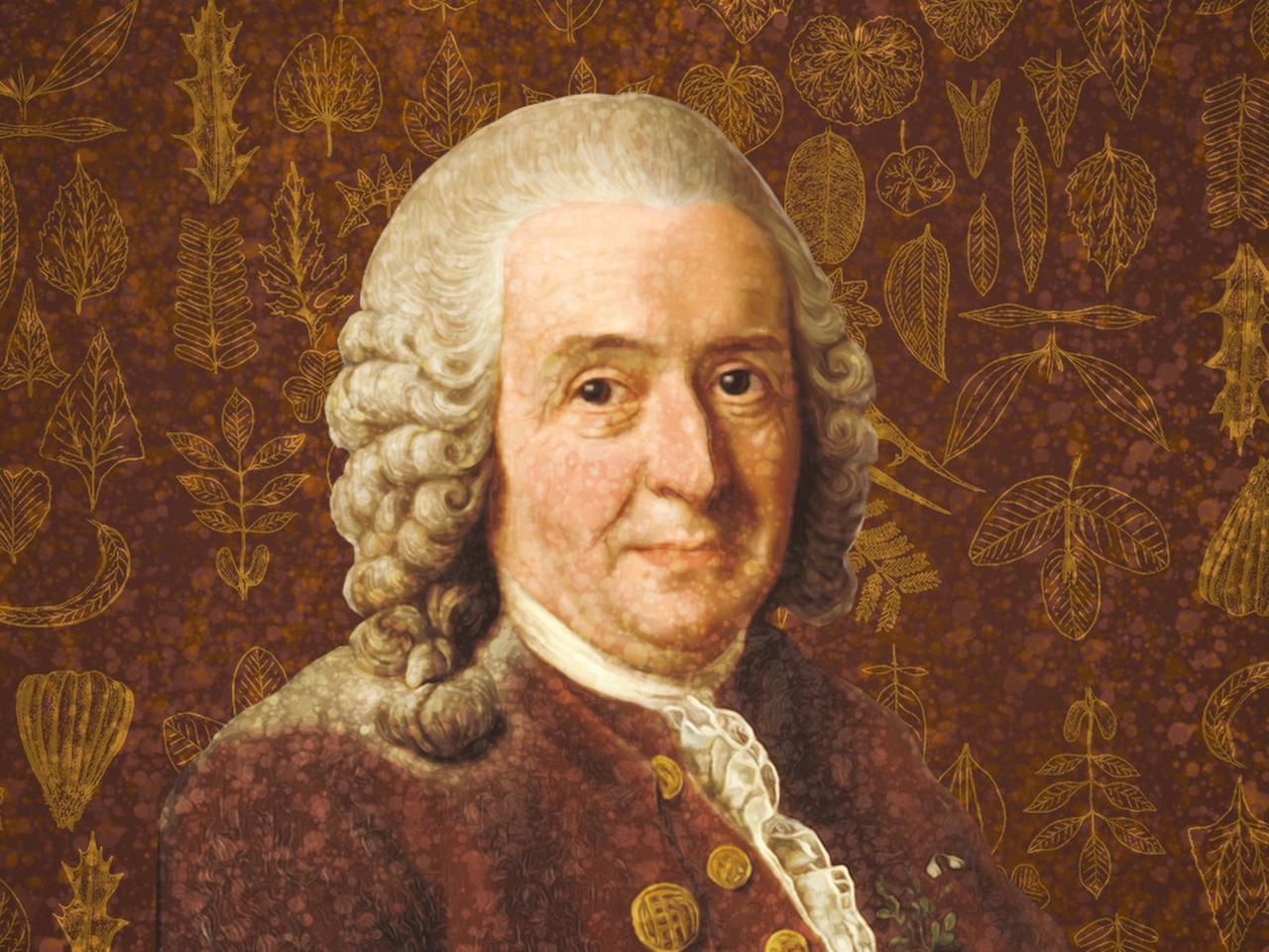 Carolus Linnaeus Resim