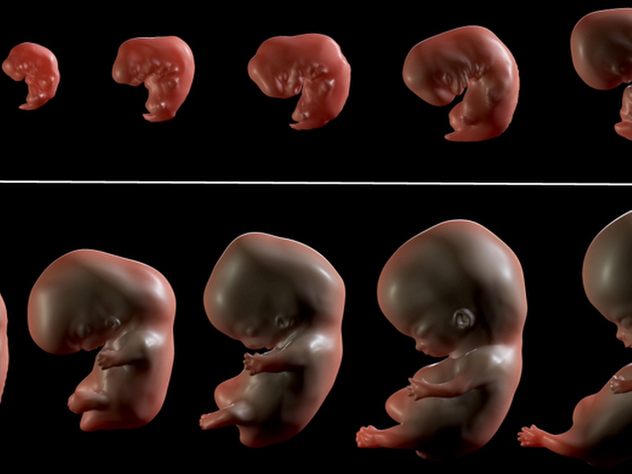 Embriyon Resimleri