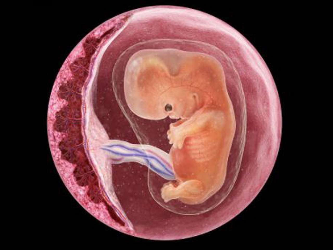 Embriyon Resim
