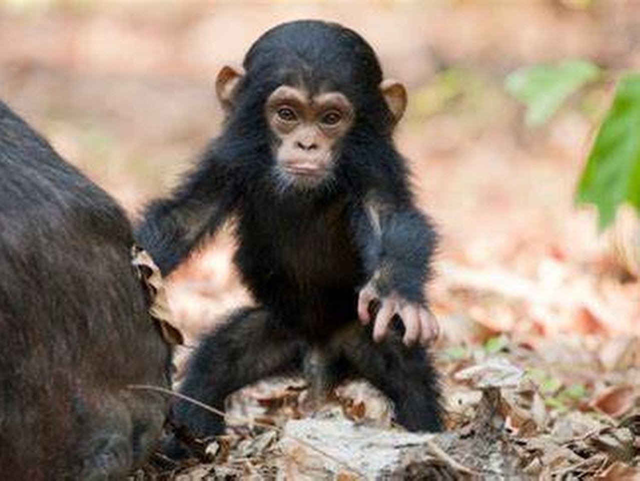 Şempanze Resimleri