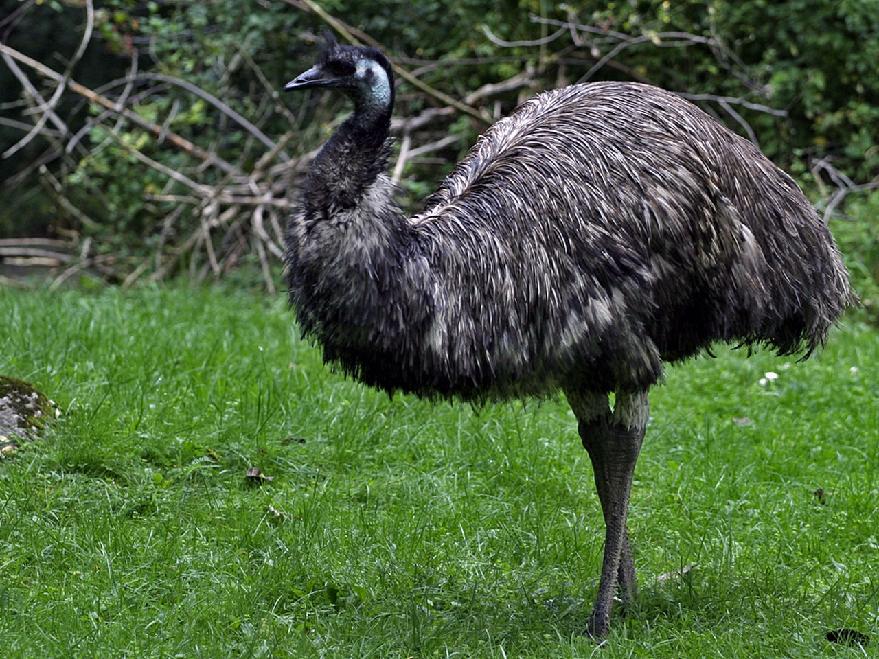 Emu Resimleri