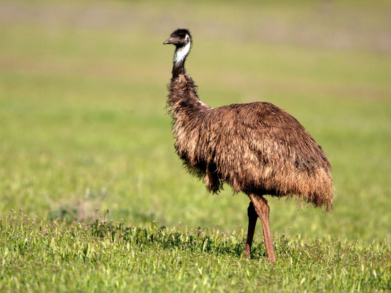 Emu Resim