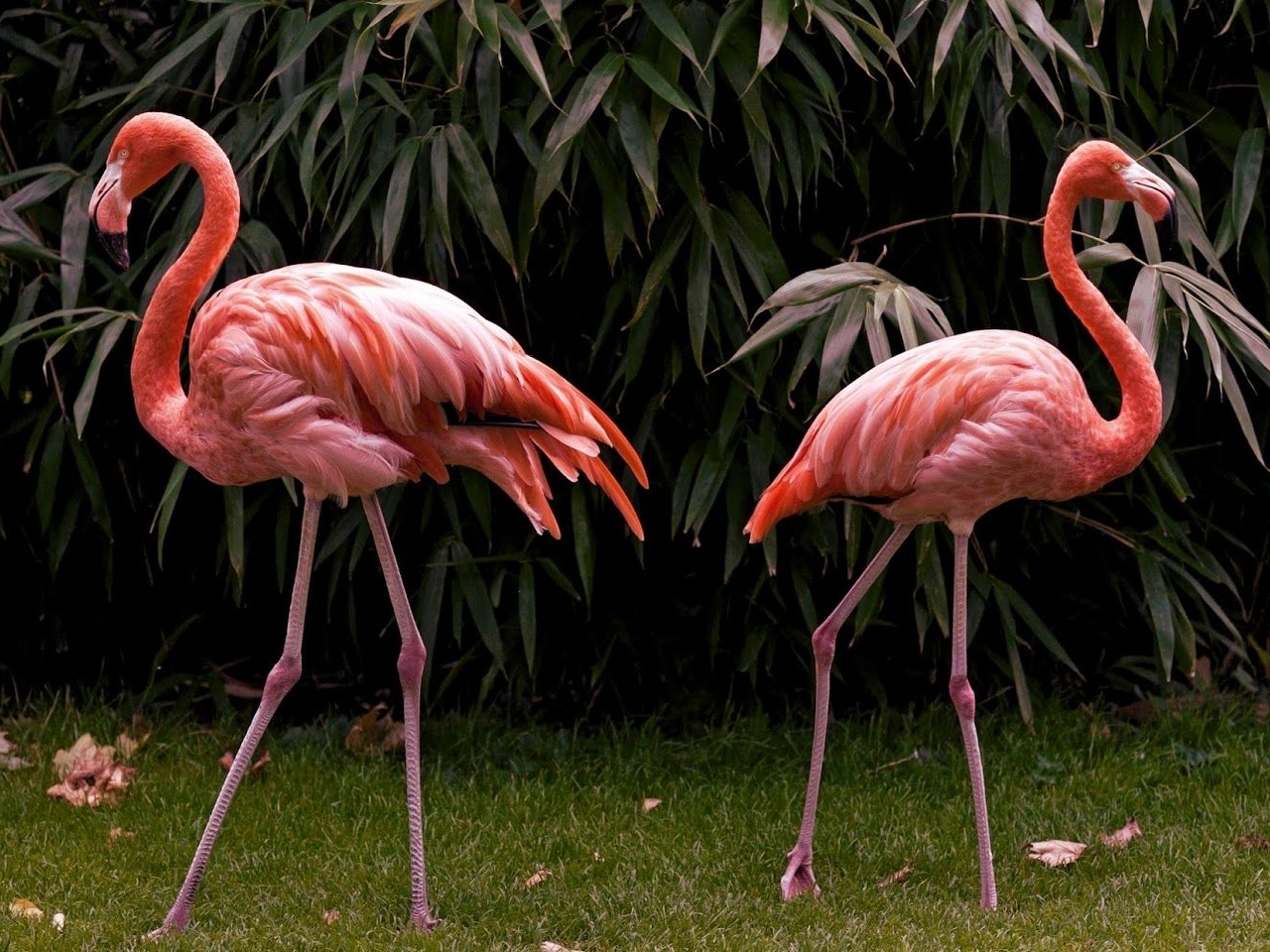 Flamingo Resimleri
