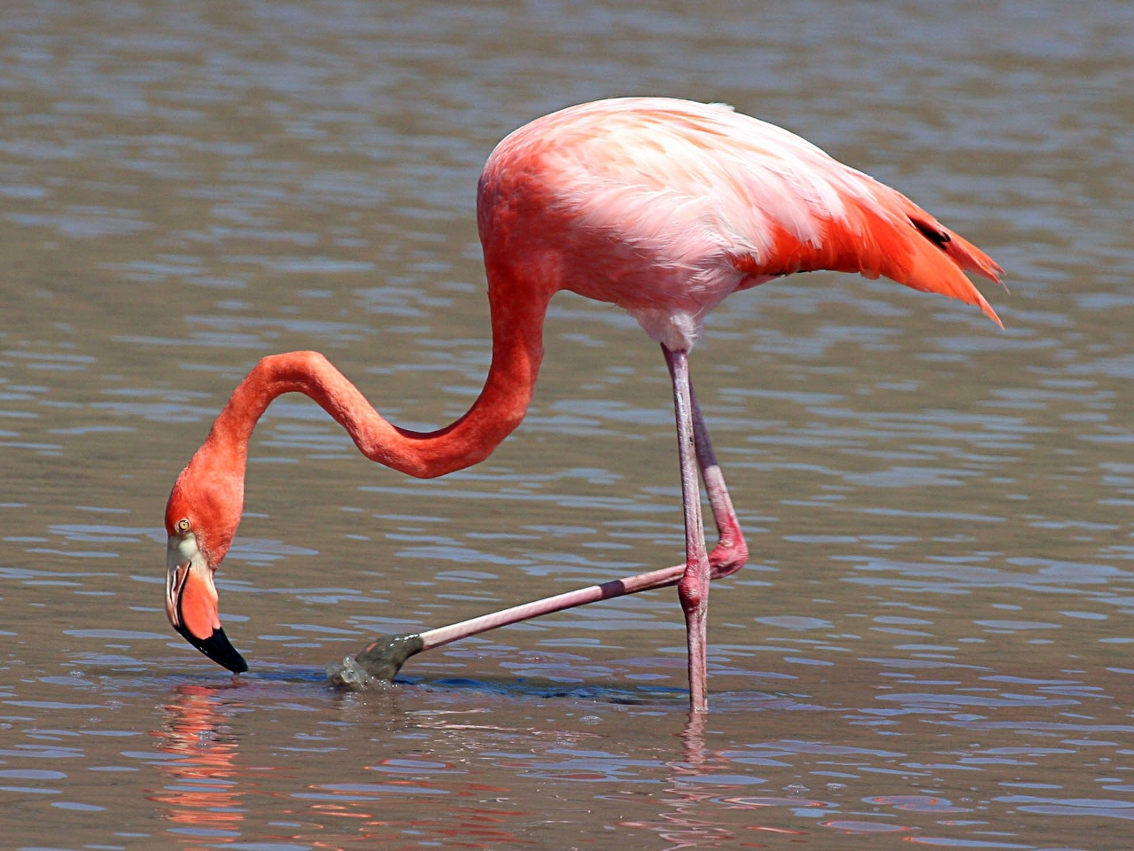 Flamingo Resim