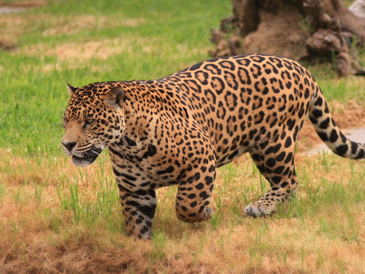 Jaguar Resimleri