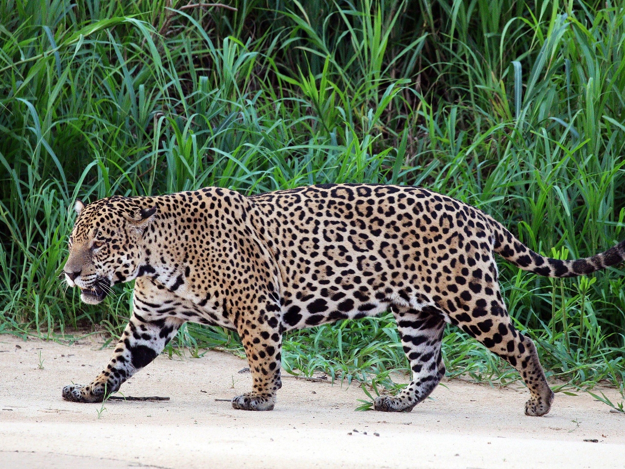 Jaguar Resim Jaguar Resim
