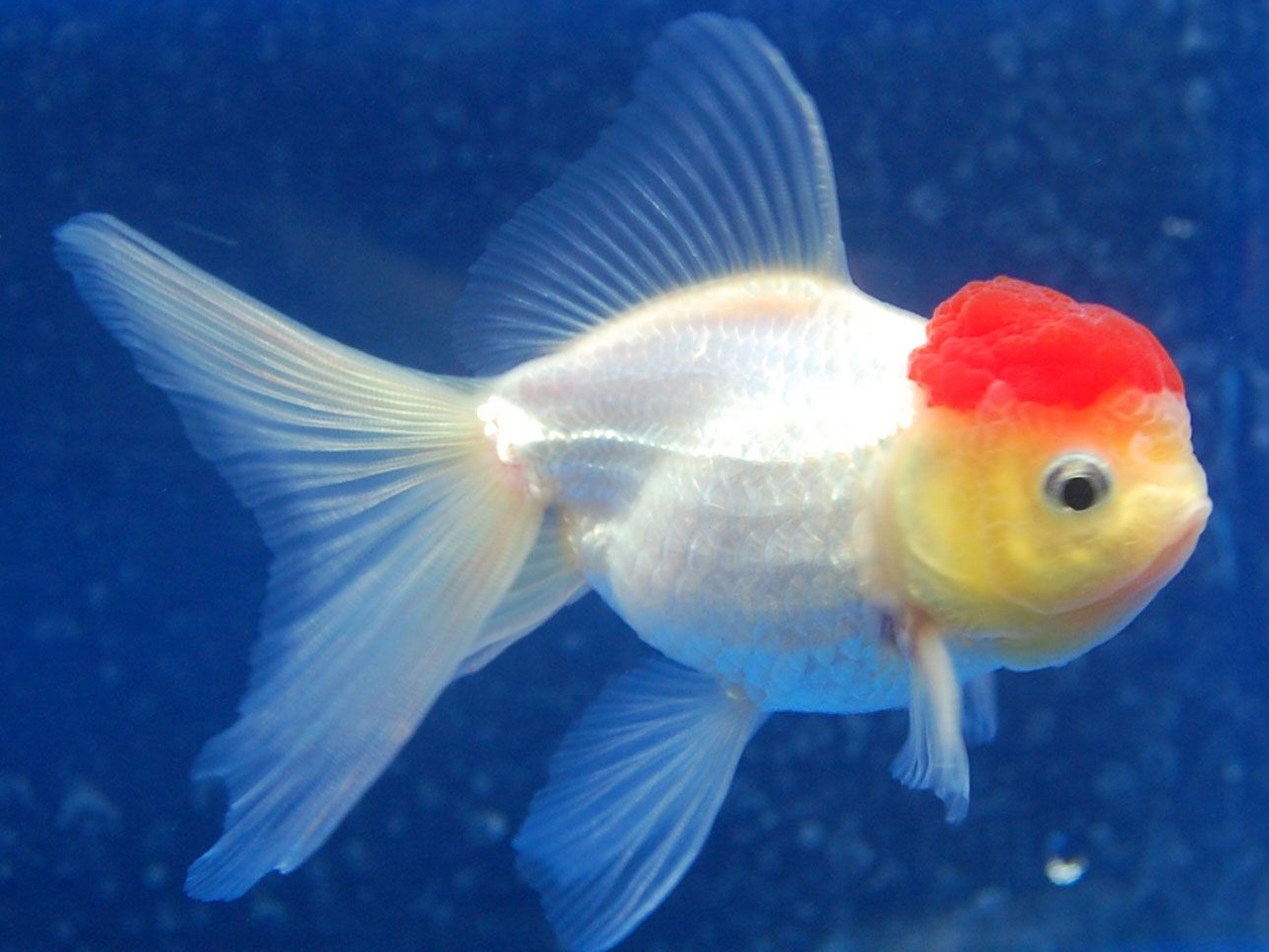 Japon Balığı Resim